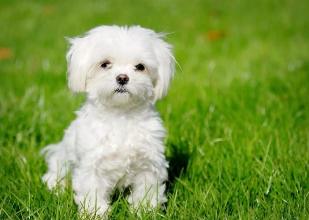 #39. Maltese